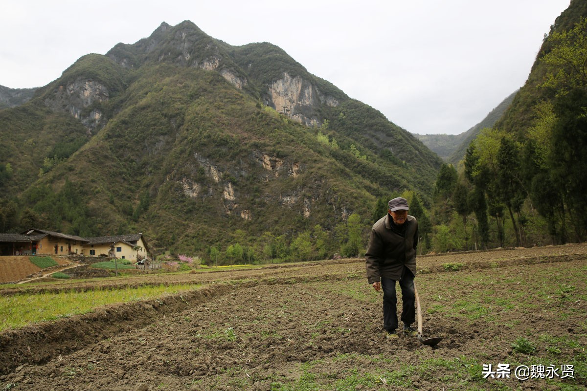 生活在大山里的八旬老人,能走路就要种地,种不动水稻种玉米土豆