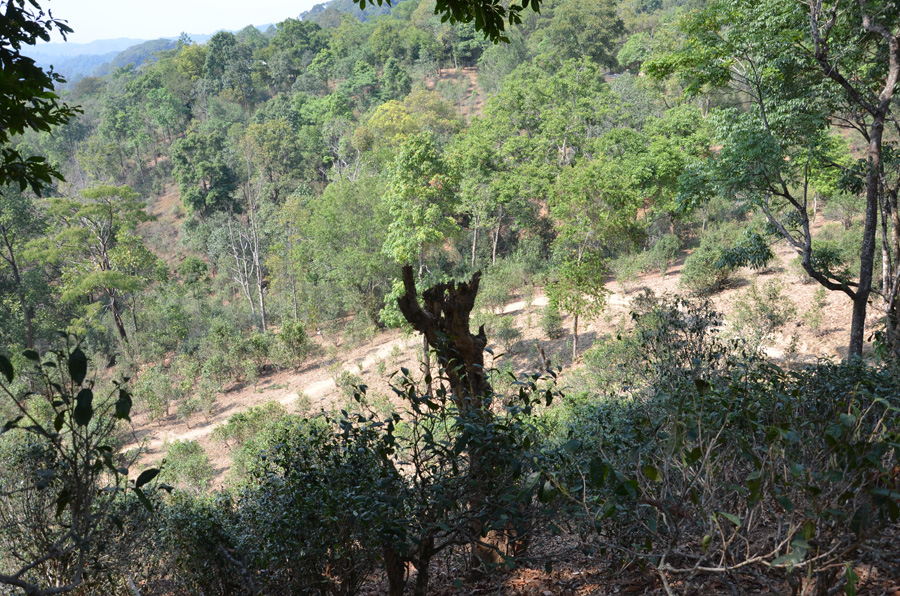 易武庆丰号落水洞古树茶基地(一)