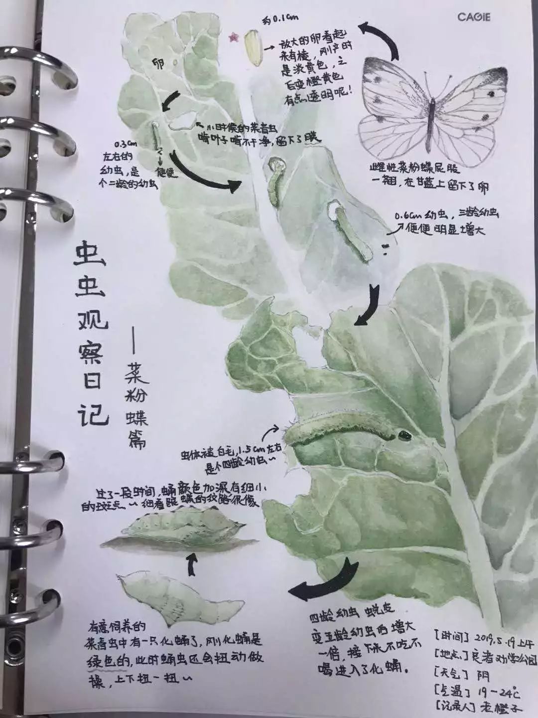 从植物到动物从宏观到微观绿马甲自然笔记达人们进阶了