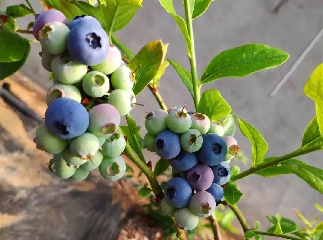 斗山蓝莓采摘季