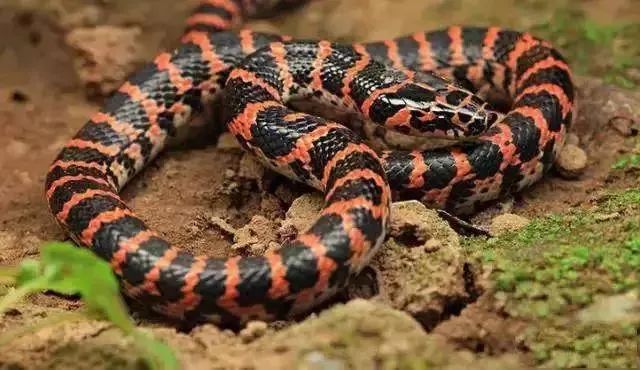 红点子:学名"赤炼蛇" 背面黑褐色,有等距离的红色横斑,常在夜晚活动
