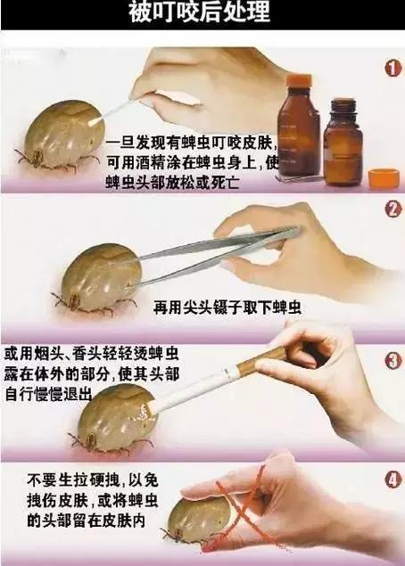 警惕!宝宝身上突然出现这样的小黑点,原来不是虫子叮咬