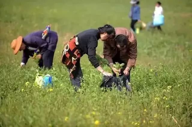 注意!这种野菜有毒!夫妻俩带回家炒鸡蛋后双双倒下… 金百利真人在线
