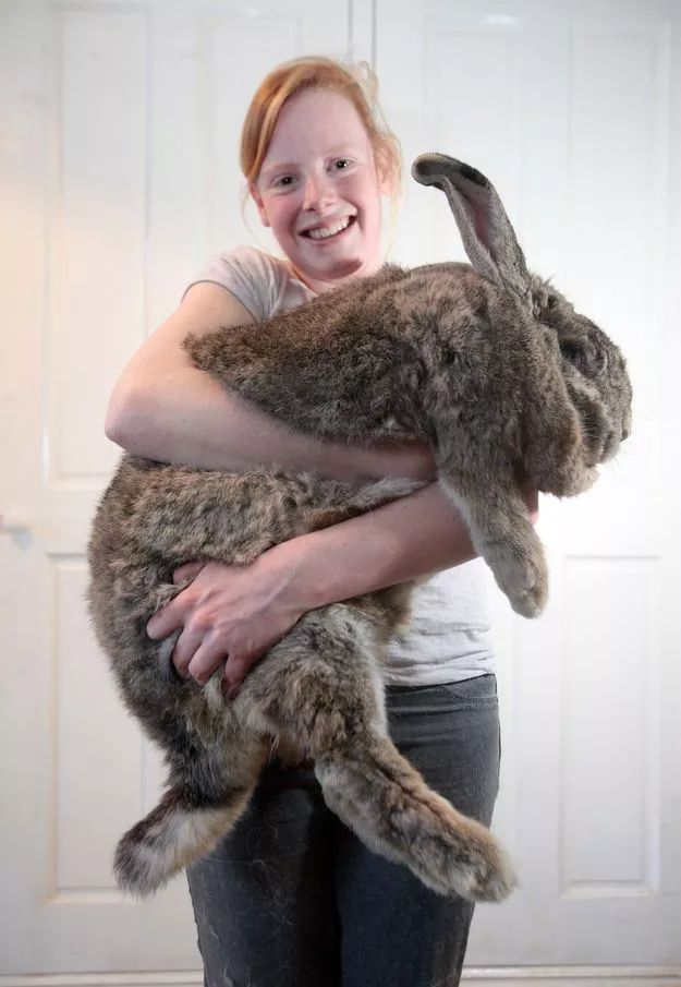 巨型兔!快给我抱一下!说好的越小只越可爱呢!