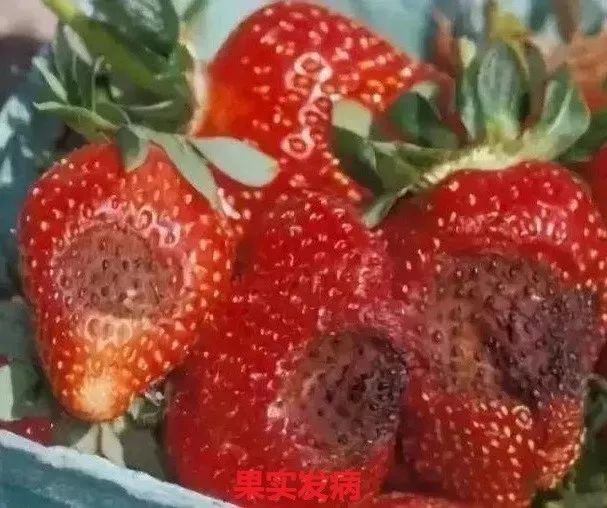 草莓炭疽病的识别与防治