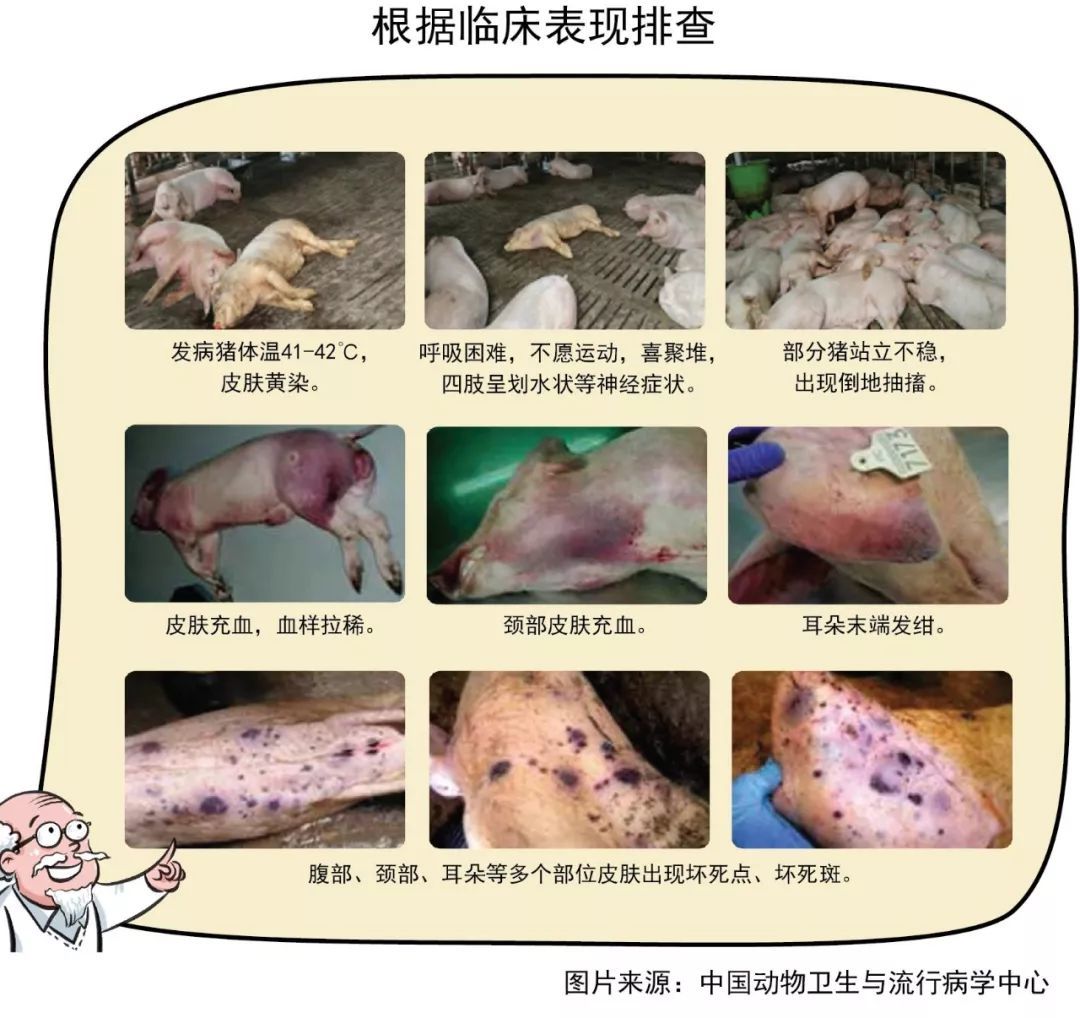 小伙伴们还能愉快地吃猪肉吗?