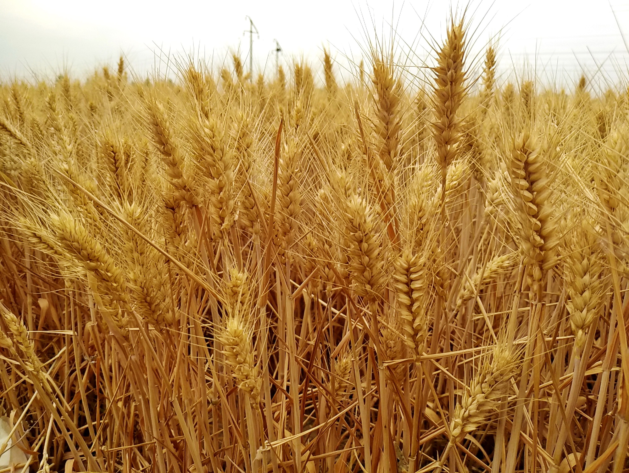 小麦成熟时摄影图高清摄影大图-千库网