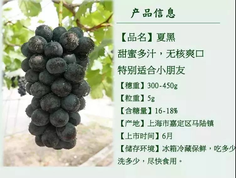 首批马陆葡萄6月1日上市!哪些品种最先亮相?