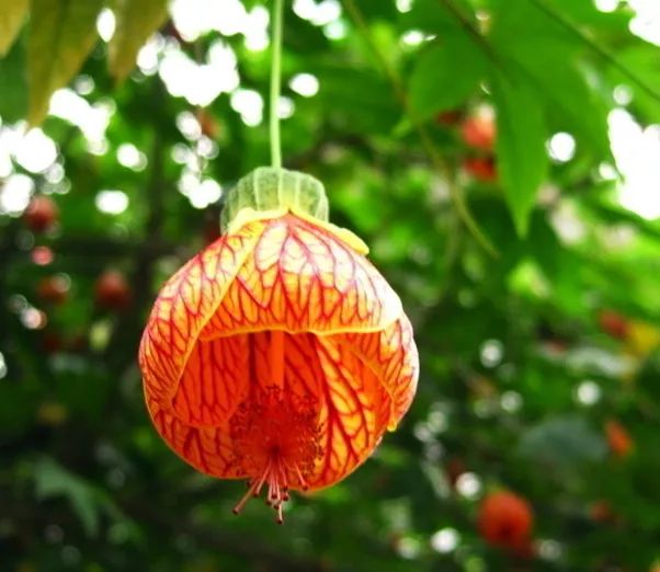 每日一花 | 纹瓣悬铃花:钟形花朵橙红色,有红色纹脉