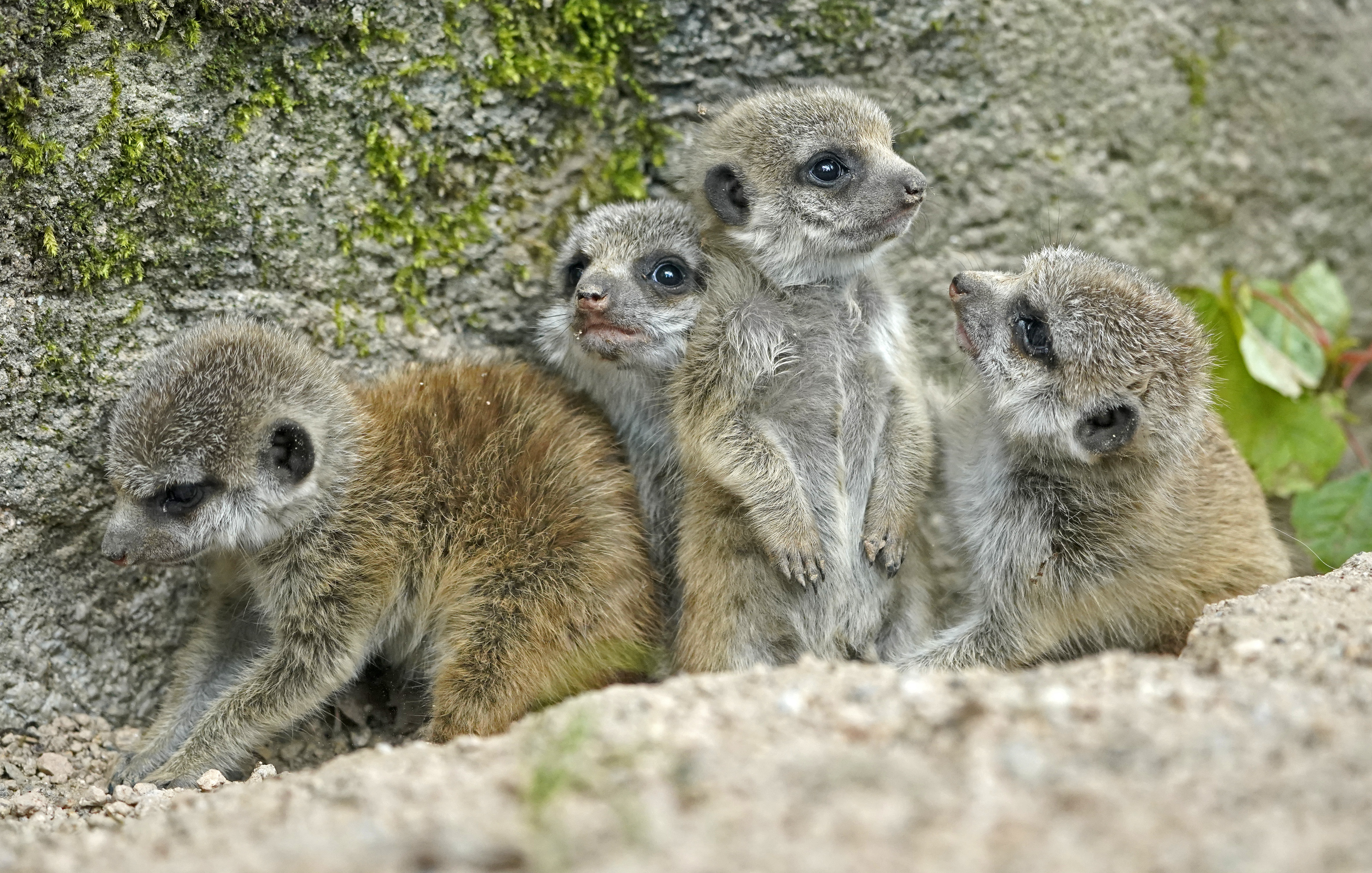 2019年5月28日 5月27日,在德国卡尔斯鲁厄动物园,小狐獴们聚集在一起