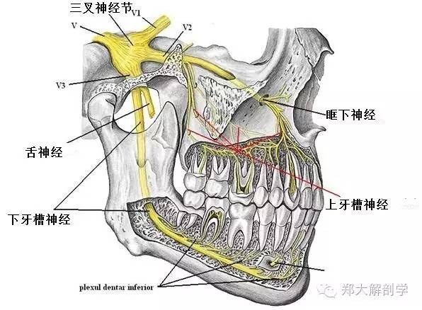 体表神经解剖:三叉神经_下颌