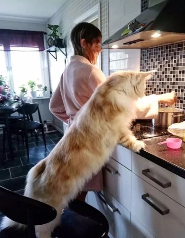 巨型缅因猫内心其实是个温柔汉!