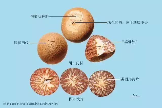 太医教您识中药槟榔