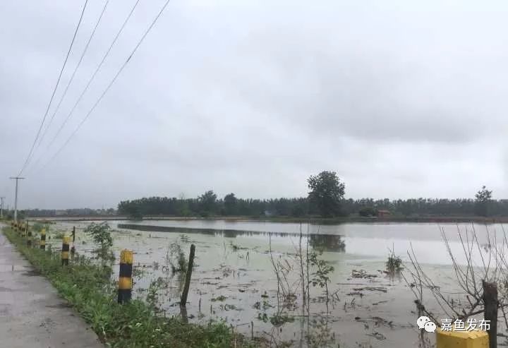 嘉鱼簰洲湾镇的降雨量创20年来日降水量最高记录.