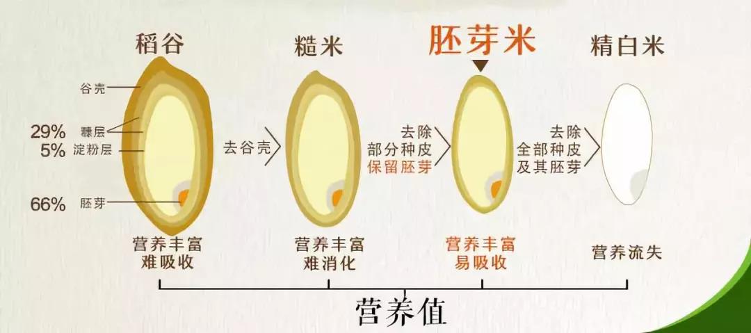 胚芽米功效成分对人体的影响