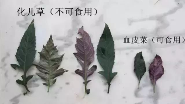 封丘县人口有多少人口_5月28日起新乡限号,6月2日起还要启用.....封丘人去这些(3)