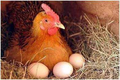 梦见母鸡下蛋，解读梦境中的生命象征与预兆