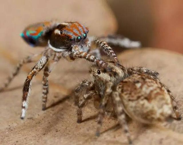 什么是黑色生命 466cf9592d874300ae476be71df621bb.jpeg