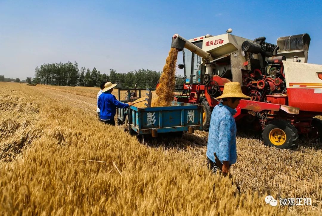 正阳县178万亩小麦已经抢收20万亩!你家的麦收了没?