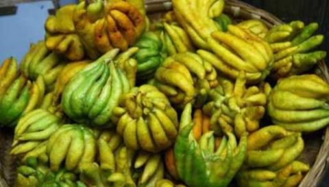 佛手瓜功效与作用吃法 5409ff9d4b714ffc9b2cad62e9ddb6b4.jpeg