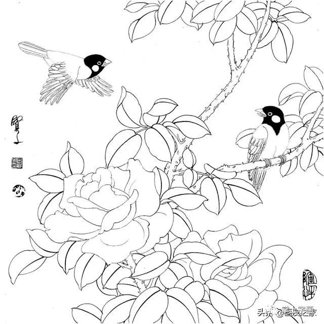 学习资料 —— 工笔花鸟白描线稿