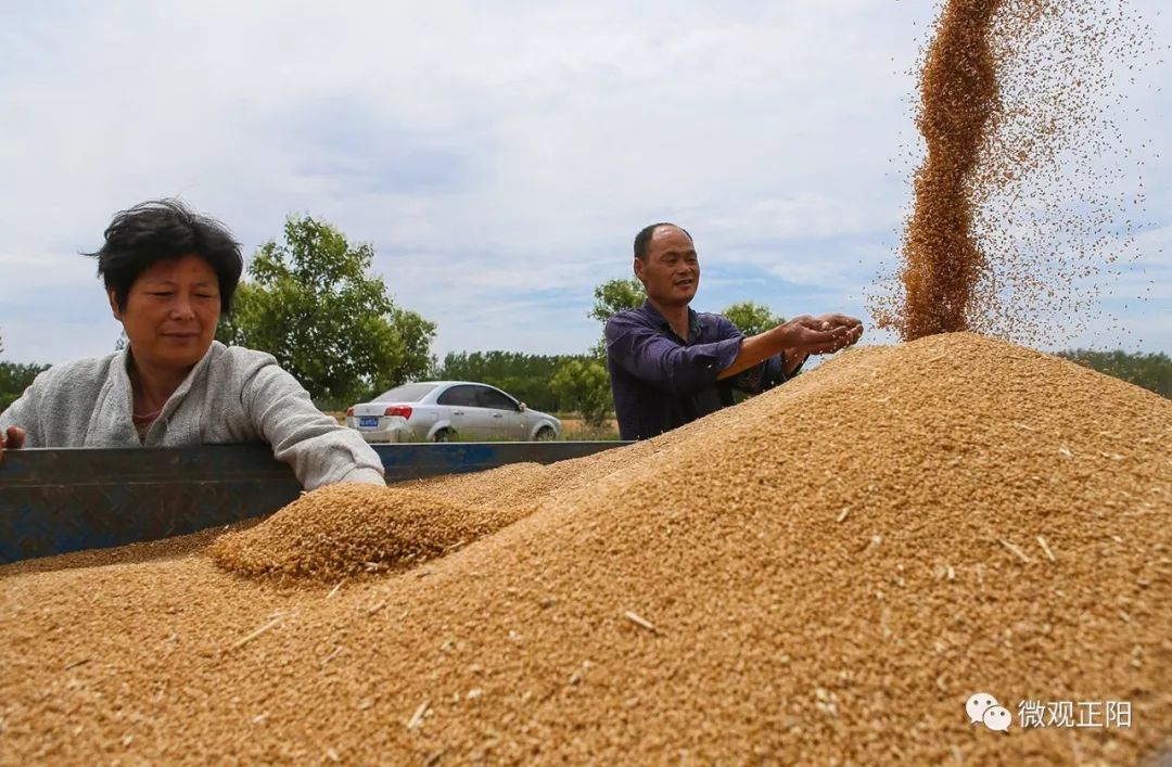 正阳县178万亩小麦已经抢收20万亩!你家的麦收了没?