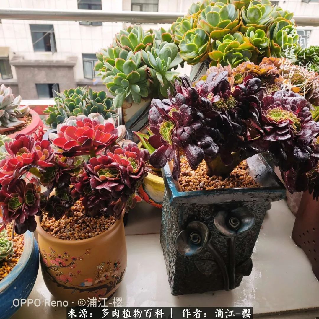 初春的多肉初夏的法师小阳台里的大盆大肉好过瘾