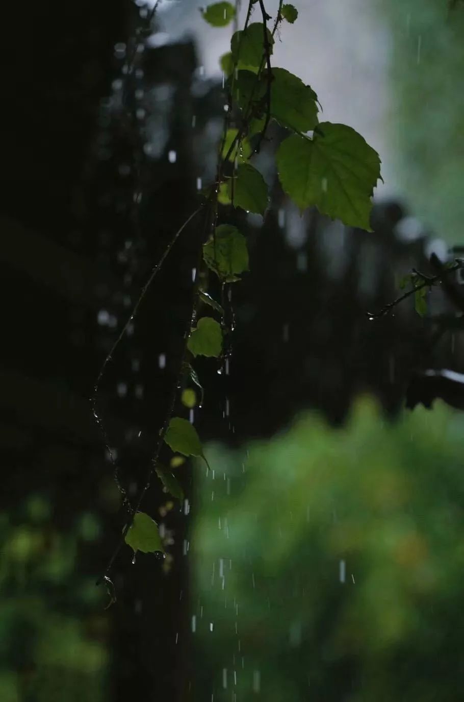 静静的,听雨,听你.