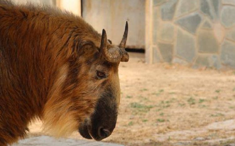 什么气冲天的成语动物_成语故事图片