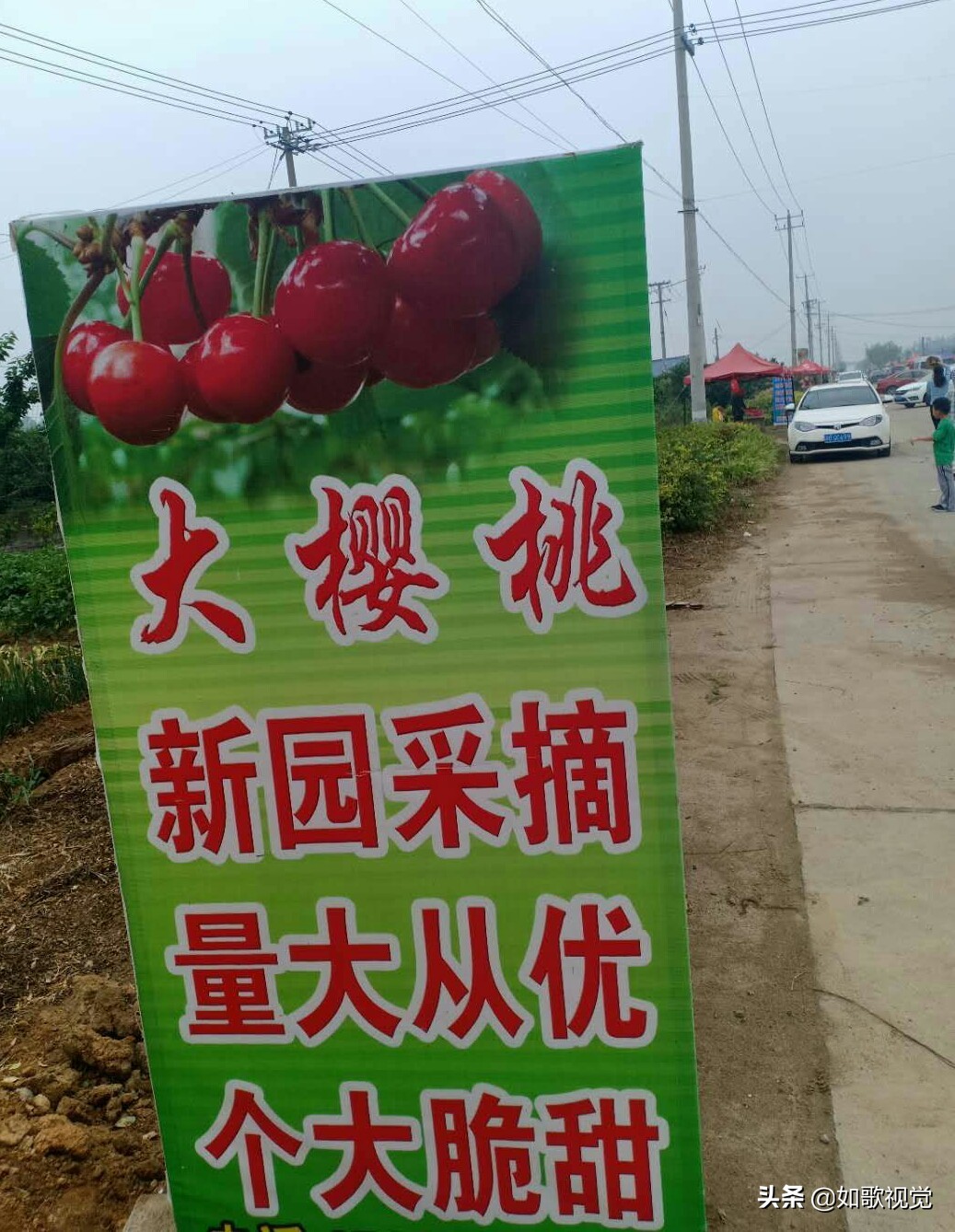 江苏连云港:赣榆谢湖大樱桃,个大饱满,前往采摘还收获
