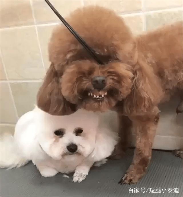 给白狗剪毛,泰迪把它紧紧护在身后:要动它,先过我这一