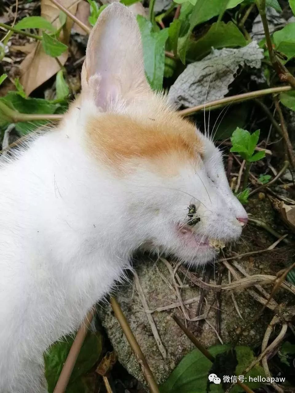 腐烂的流浪猫尸体 甚至已经被昆虫爬满全身 死亡时间初步预计大概超过