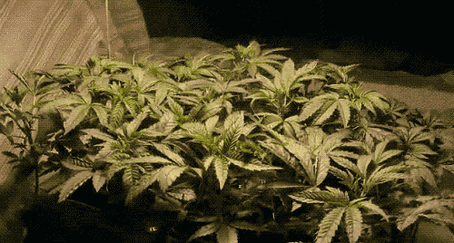 这些花不用买,一片叶子可以种出一片花园! 久久爱在免费线看观看