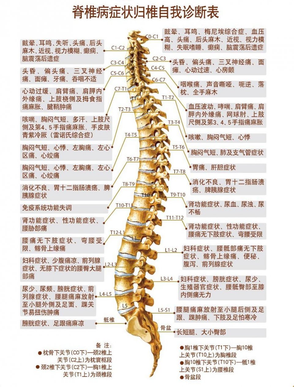 由于人体的神经与脊椎相通,一旦脊椎关节突错位,压迫到周围的神经,就