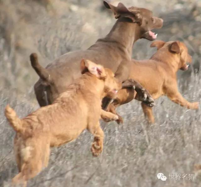 国外的一些帕特大勒梗犬 (patterdale terrier)
