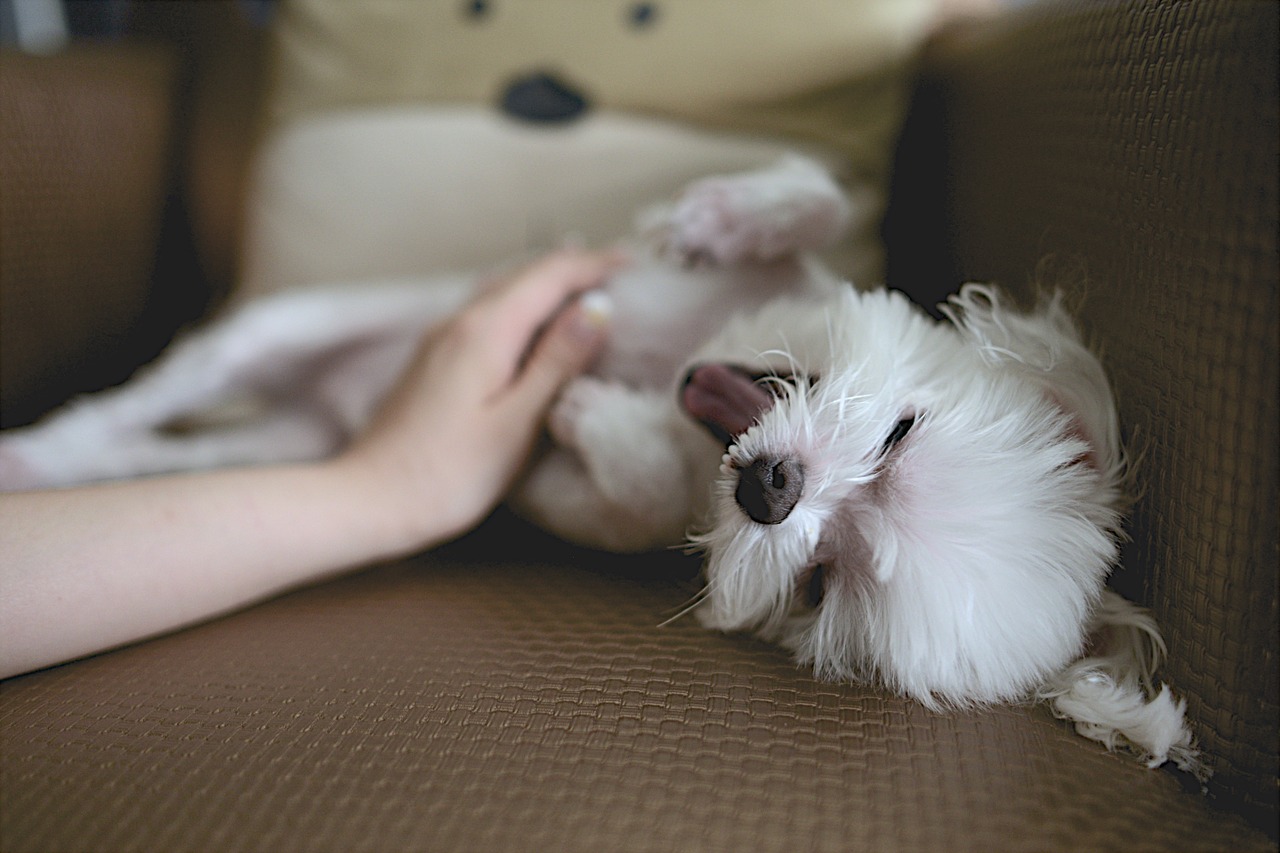 狗狗食道卡异物怎么办