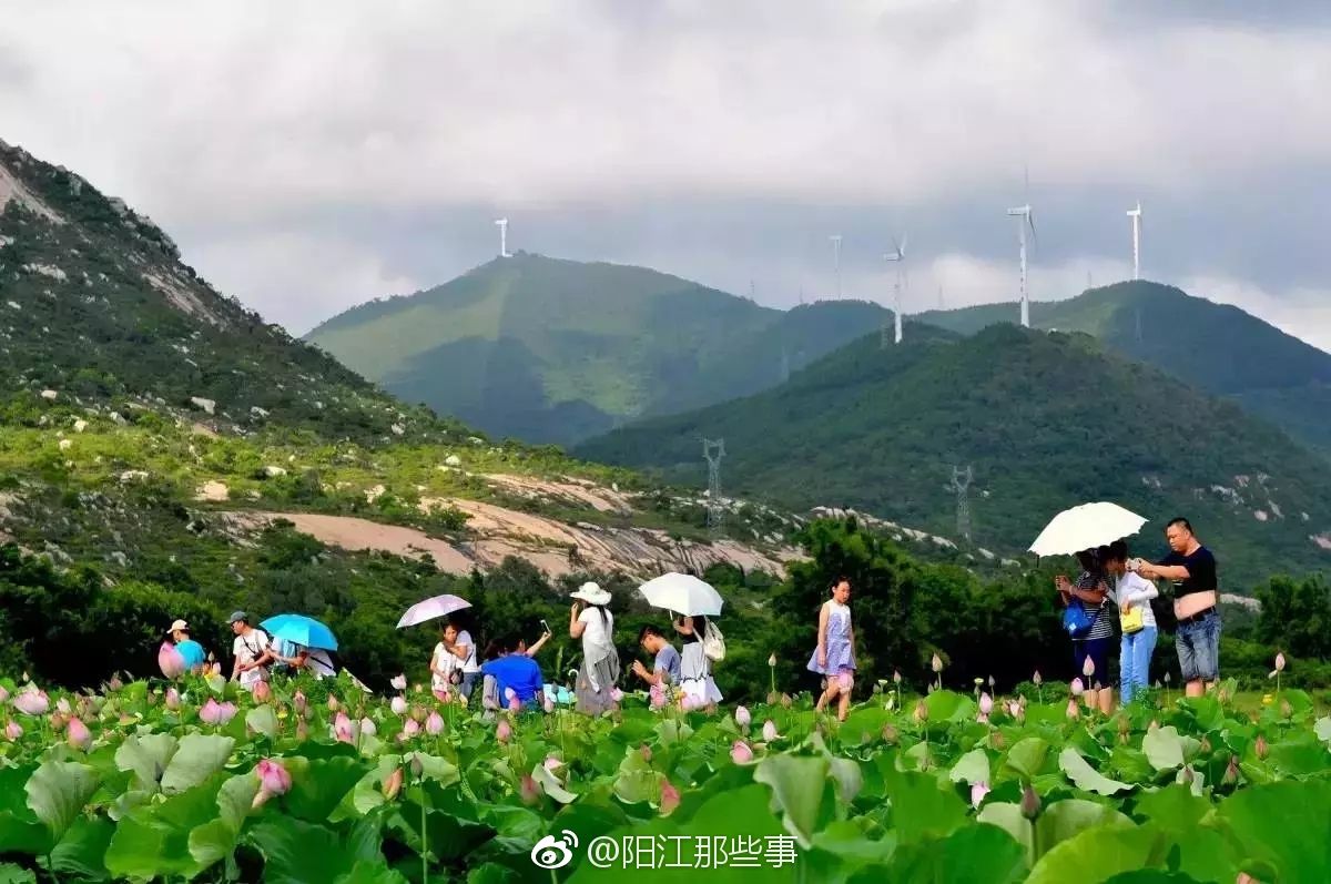 入夏通血管第一选择!用它泡水喝,护心排毒降火,全家人都适合! 云顶国际40082200