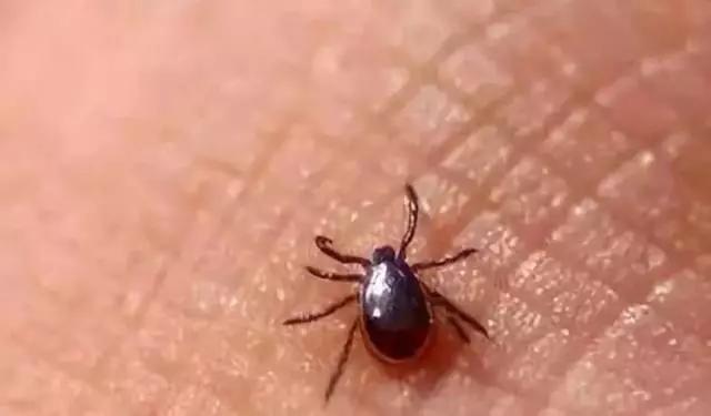                     1个月内已致3人死亡！宝宝被这种虫叮咬后，千万别用手拍！