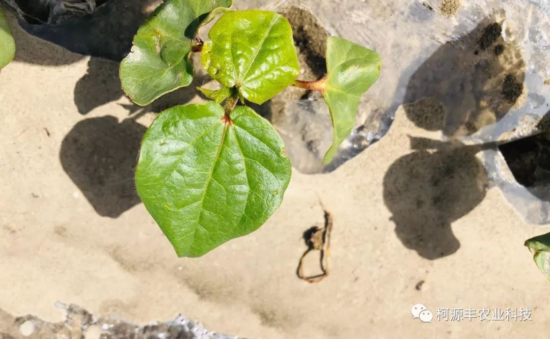 这就是今年棉花苗期的大致状况,5月28日前后全疆还要面临一个天气过程