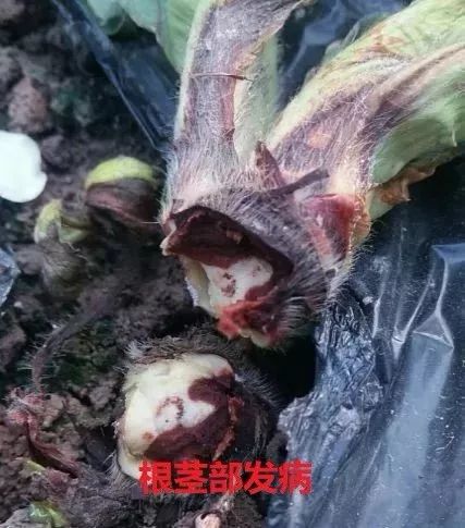 草莓炭疽病的识别与防治