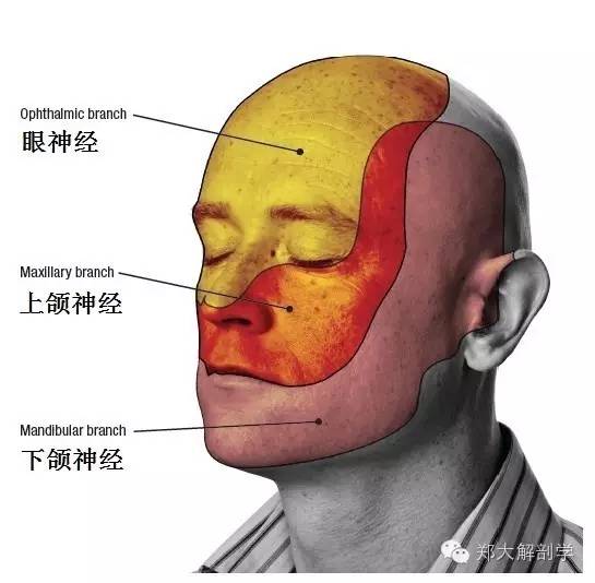 体表神经解剖:三叉神经