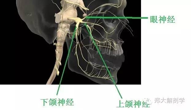 体表神经解剖:三叉神经_下颌