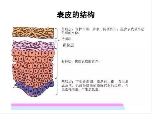 我们都知道皮肤分表皮层,真皮层,皮下组织.这跟皮肤的代谢周期有关.