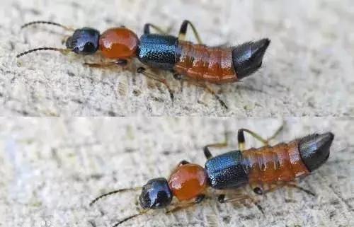 警惕!宝宝身上突然出现这样的小黑点,原来不是虫子叮咬