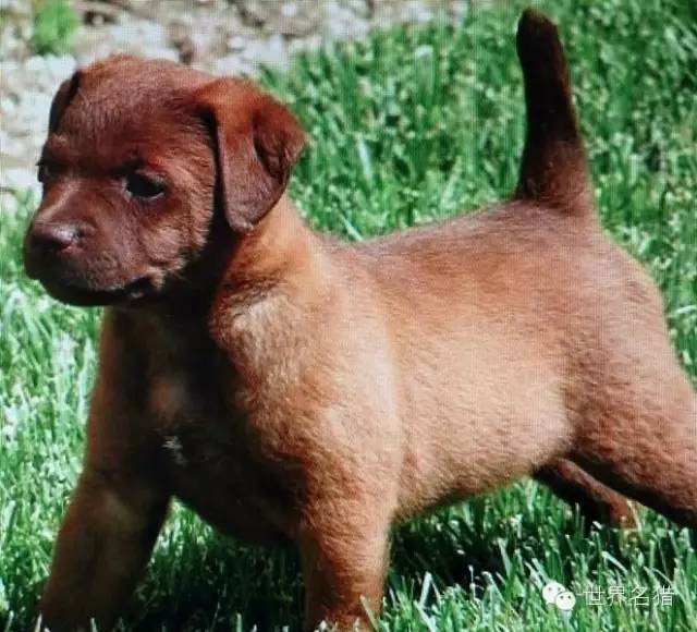 国外的一些帕特大勒梗犬 (patterdale terrier)