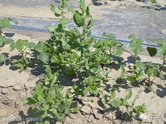 除草技术棉田杂草多专家帮你来支招