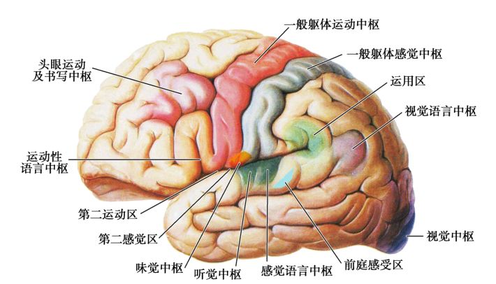 图8-24 大脑皮质功能定位(背外侧面)图8-25 大脑皮质功能定位(内侧面