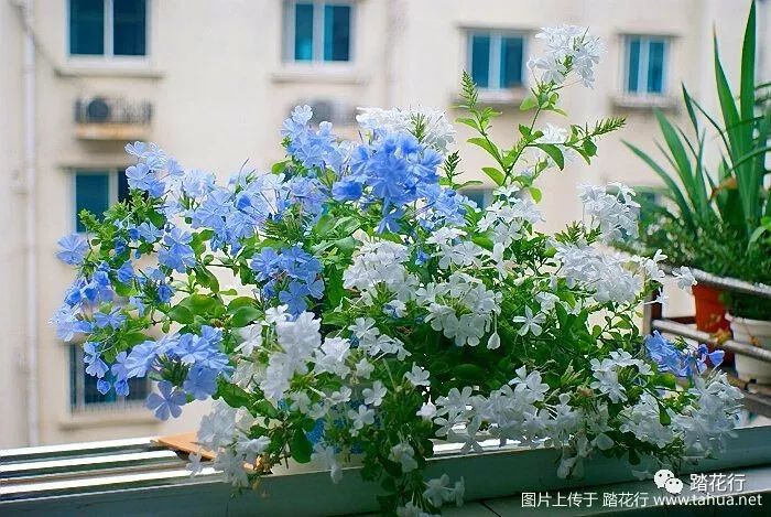 上面挂着的是蓝雪花,下面的是白雪花,还被无尽夏挡了一多半.