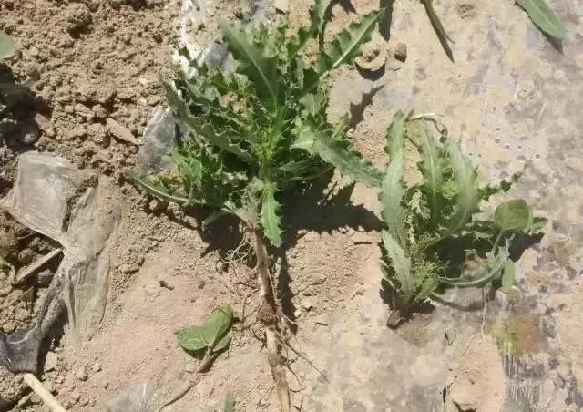 【除草技术】棉田杂草多,专家帮你来支招