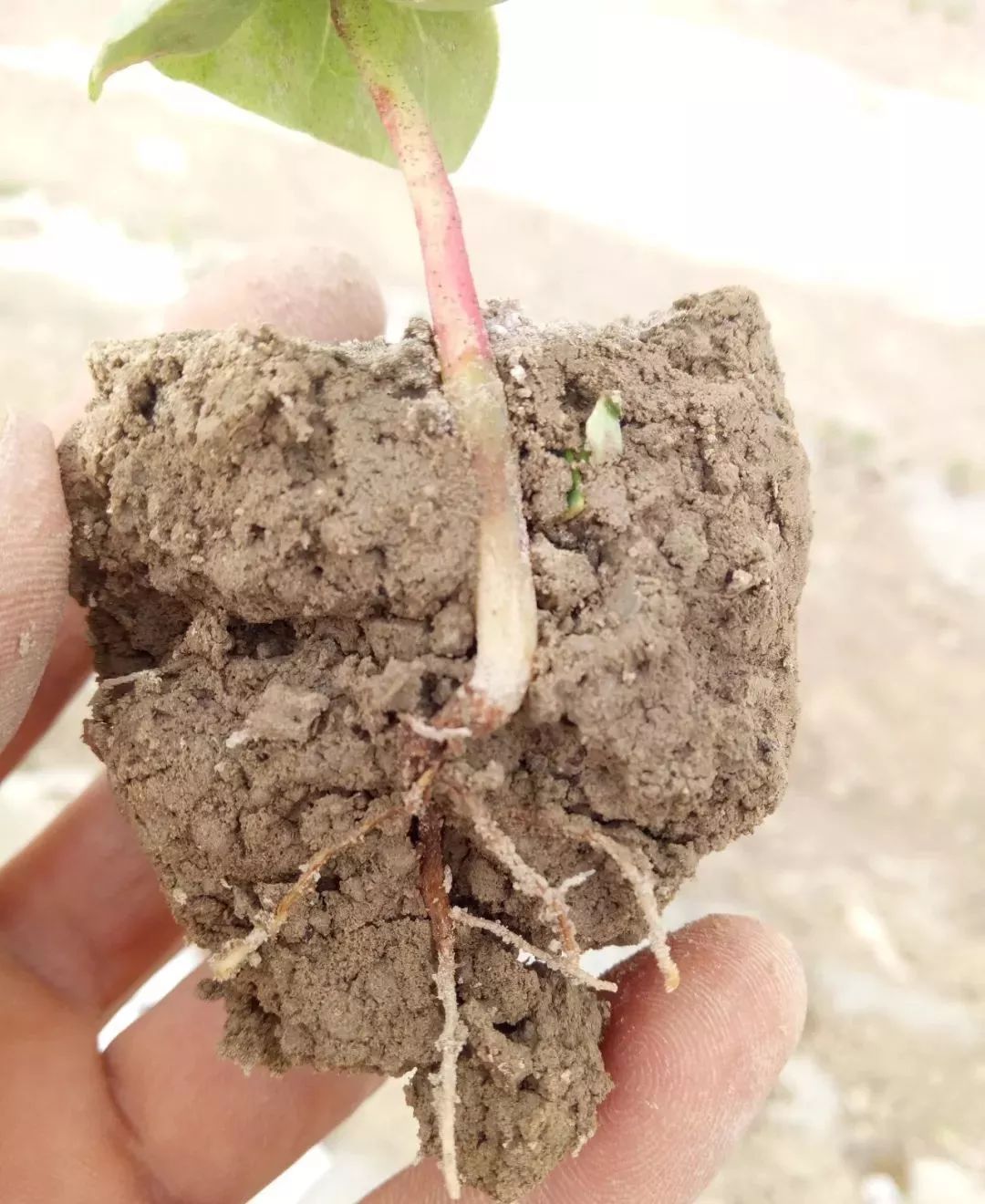 好文分享近期棉花死苗的主要原因盐分危害